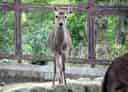 ホンシュウジカの写真 5